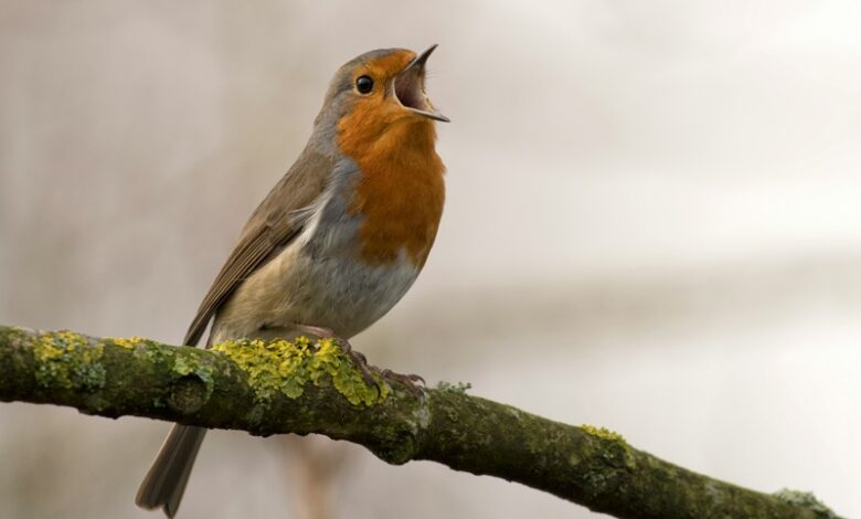 Bird Songs and Biodiversity
