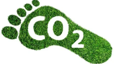 Carbon Footprint of Beef vs Chicken vs Tofu Carbon Footprint of Beef vs Chicken vs Tofu
