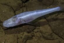 Demon Cavefish Demon Cavefish