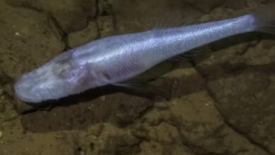 Demon Cavefish Demon Cavefish