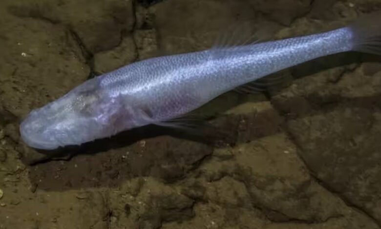 Demon Cavefish Demon Cavefish