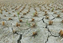 Drought Resistant Crops Drought-Resistant Crops