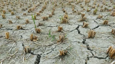 Drought Resistant Crops Drought-Resistant Crops