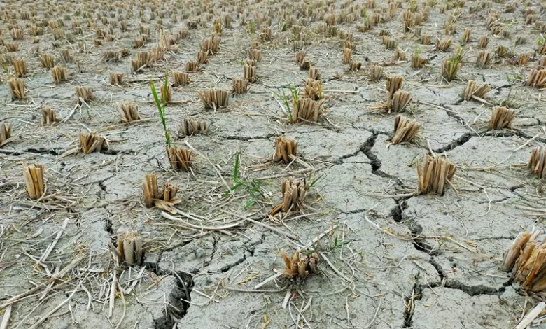 Drought Resistant Crops Drought-Resistant Crops