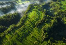 Heat Threatens the Future of Southeast Asias Tropical Forests Heat Threatens the Future of Southeast Asia's Tropical Forests