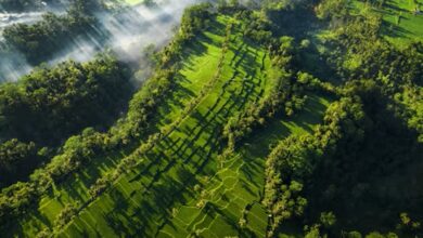 Heat Threatens the Future of Southeast Asias Tropical Forests Heat Threatens the Future of Southeast Asia's Tropical Forests