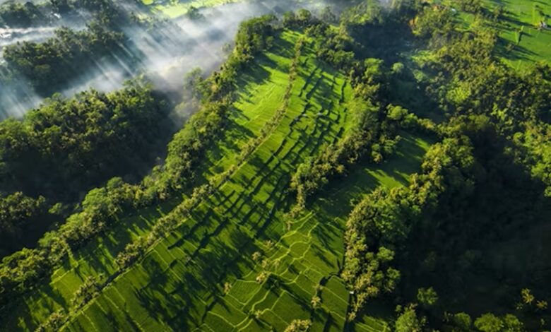 Heat Threatens the Future of Southeast Asia's Tropical Forests