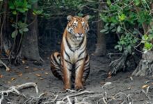 Human Tiger Conflict in Sundarbans Human-Tiger Conflict in Sundarbans