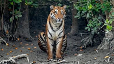 Human Tiger Conflict in Sundarbans Human-Tiger Conflict in Sundarbans