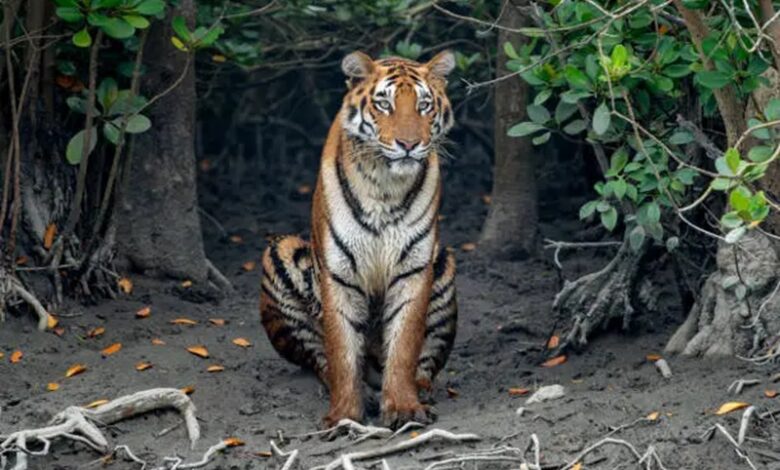 Human-Tiger Conflict in Sundarbans