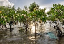 Mangroves in the Philippines Mangroves in the Philippines