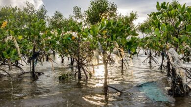 Mangroves in the Philippines Mangroves in the Philippines