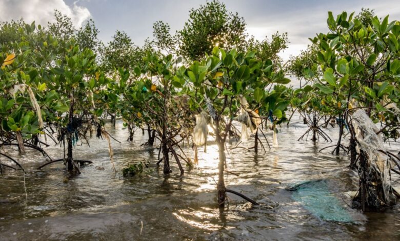 Mangroves in the Philippines