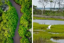 Mangroves vs Wetlands Mangroves vs Wetlands