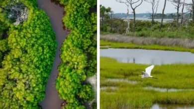 Mangroves vs Wetlands Mangroves vs Wetlands