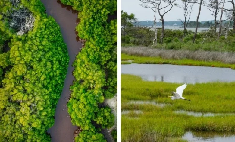 Mangroves vs Wetlands