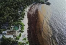 Mexico Sargassum Crisis Mexico Sargassum Crisis