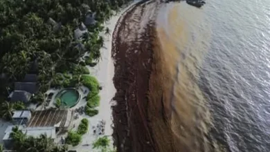 Mexico Sargassum Crisis Mexico Sargassum Crisis