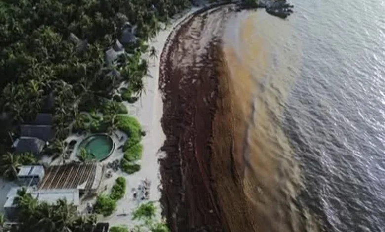Mexico Sargassum Crisis