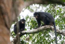 New Monkey Species With Orange Lips Discovered in DR Congos Lomami National Park New Monkey Species With Orange Lips Discovered in DR Congo's Lomami National Park
