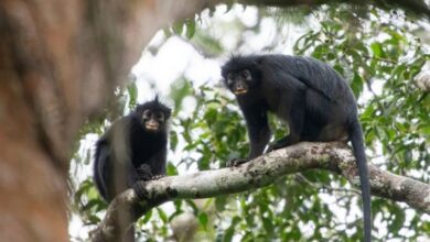 New Monkey Species With Orange Lips Discovered in DR Congos Lomami National Park New Monkey Species With Orange Lips Discovered in DR Congo's Lomami National Park