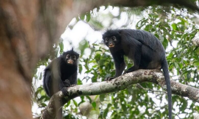 New Monkey Species With Orange Lips Discovered in DR Congo's Lomami National Park