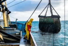 Seafood Pollution Seafood Pollution