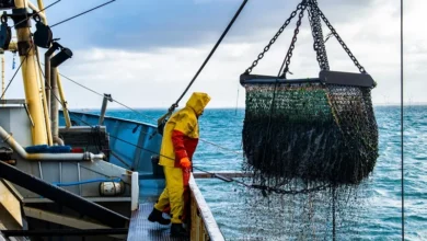 Seafood Pollution Seafood Pollution