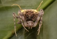 Spider That Mimics a Fungus Spider That Mimics a Fungus