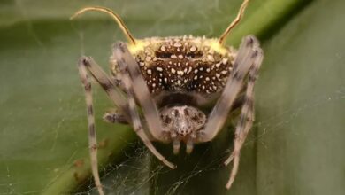 Spider That Mimics a Fungus Spider That Mimics a Fungus