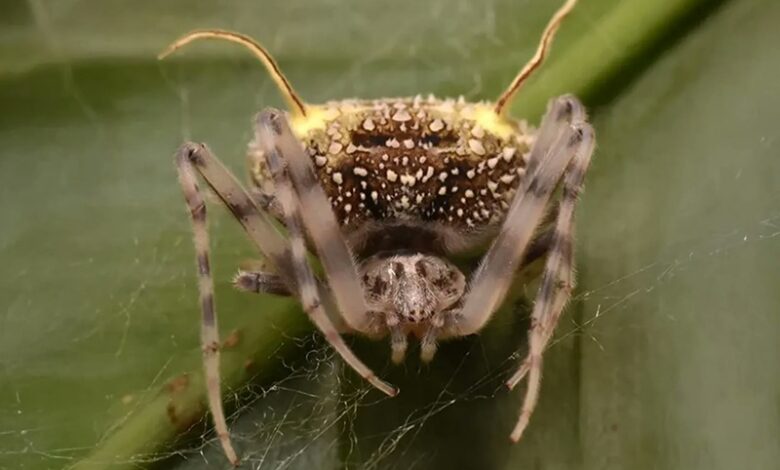 Spider That Mimics a Fungus Spider That Mimics a Fungus
