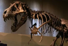 Tyrannosaurus Rex fossil Tyrannosaurus Rex fossil