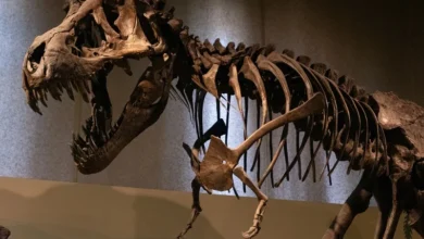 Tyrannosaurus Rex fossil Tyrannosaurus Rex fossil