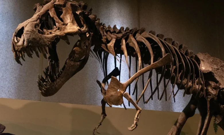 Tyrannosaurus Rex fossil Tyrannosaurus Rex fossil