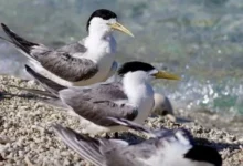 Victoria bird flu outbreak Victoria bird flu outbreak