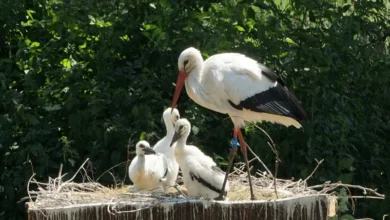 White Storks Derbyshire White Storks Derbyshire