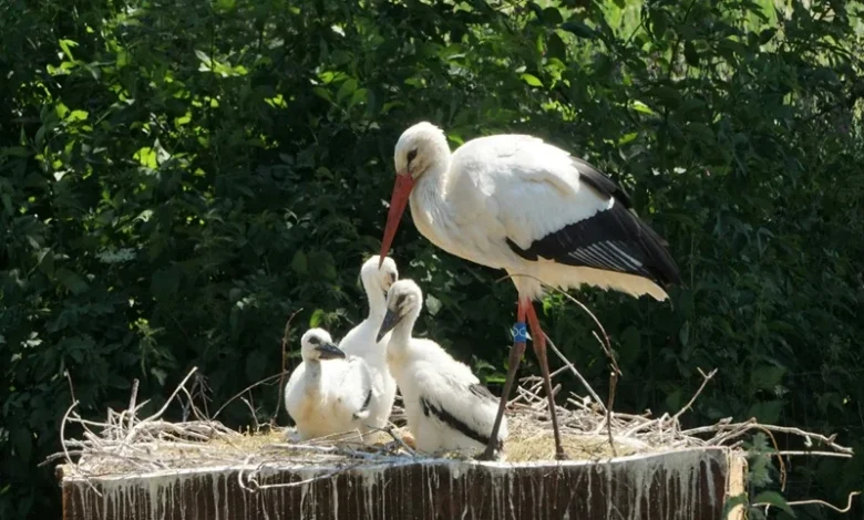 White Storks Derbyshire