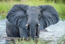 Why Elephants Have Big Ears Why Elephants Have Big Ears