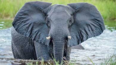 Why Elephants Have Big Ears Why Elephants Have Big Ears