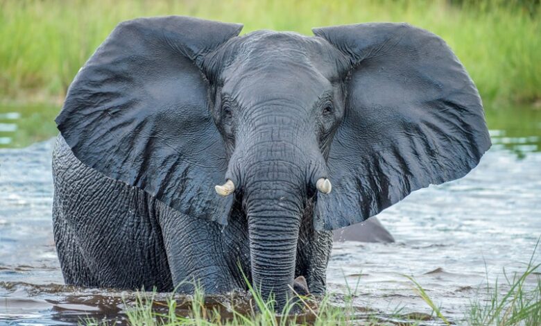 Why Elephants Have Big Ears Why Elephants Have Big Ears