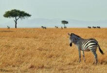 Wildlife Migration and Climate Change Wildlife Migration and Climate Change