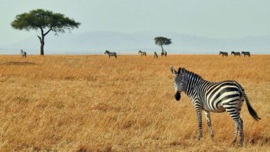 Wildlife Migration and Climate Change Wildlife Migration and Climate Change