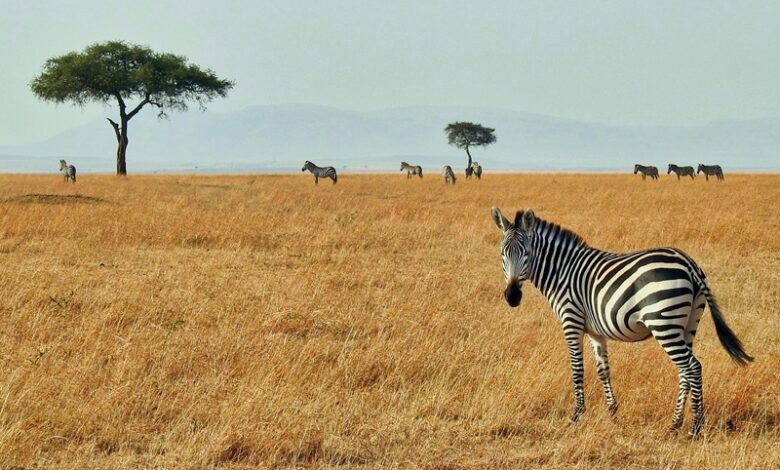 Wildlife Migration and Climate Change Wildlife Migration and Climate Change