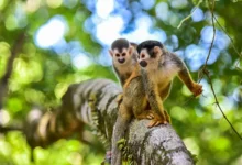 Zoopharmacognosy Zoopharmacognosy