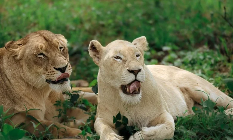Apex Predators