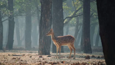 Arab post 2026 08 18T191344.440 wildlife at risk