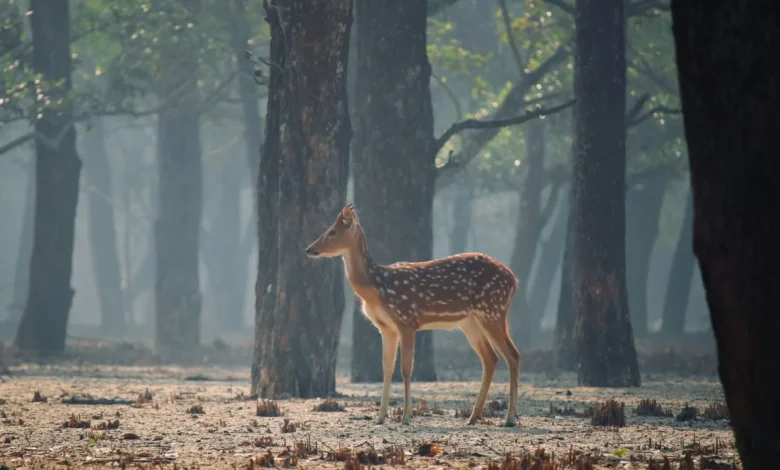 Arab post 2026 08 18T191344.440 wildlife at risk