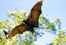 Bats Bats
