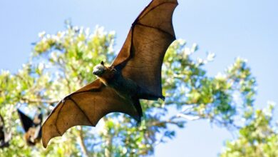 Bats Bats