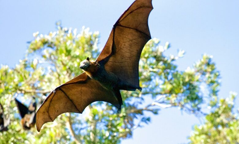 Bats